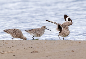 A group of Willets move along the shoreline of a lake at Cherry Creek State Park during their Spring Migration season in Colorado.
