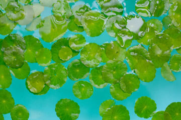 Green leaves of centella asiatica with rain drop (Gotu Kola) Fresh herb plant in blue water