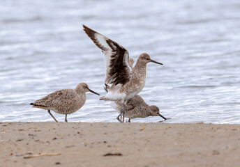 A Willet shorebird with raised open wings, positioning itself among a group of Willets foraging by the lake.