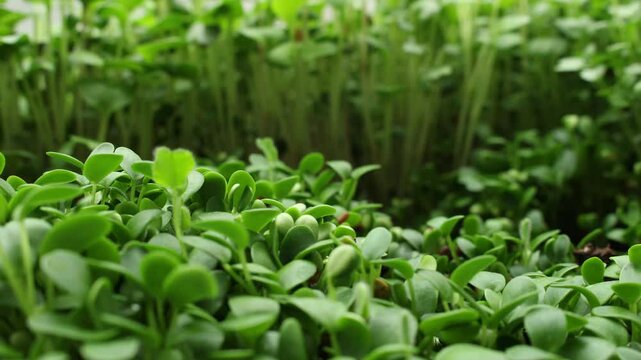 Time lapse and super close up of broccoli sprouts growing inside light tent alongside other microgreens like radish and amaranth 