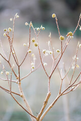 ミツマタの木の蕾