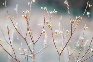ミツマタの木の蕾