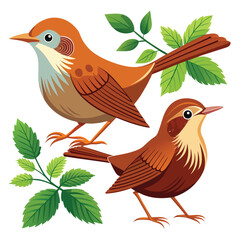Bush warbler birds set shilhotee vector isolated on white background