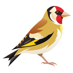 Goldfinch birds shilhotee vector isolated on white background