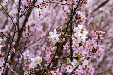 Branches of sakura flowers, cherry blossom