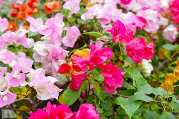 Colorful bougainvillea flowers in full bloom. A vibrant mix of pink, orange, yellow, and white