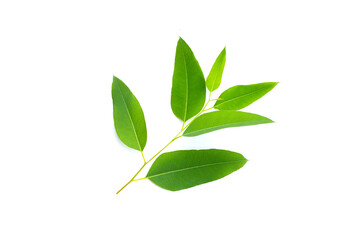 Eucalyptus leaves on white background.