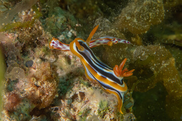 Nudibranch Sea Slug in the Red Sea Colorful and beautiful, Eilat Israel
