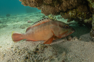 Fish swimming in the Red Sea, colorful fish, Eilat Israel

