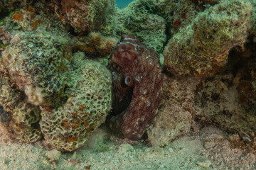 Octopus king of camouflage in the Red Sea, Eilat Israel 
