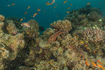 Fish swimming in the Red Sea, colorful fish, Eilat Israel

