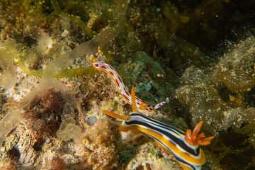 Nudibranch Sea Slug in the Red Sea Colorful and beautiful, Eilat Israel

