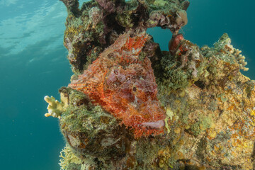 Fish swimming in the Red Sea, colorful fish, Eilat Israel
