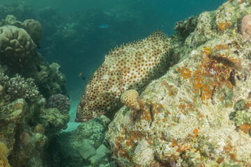Fish swimming in the Red Sea, colorful fish, Eilat Israel
