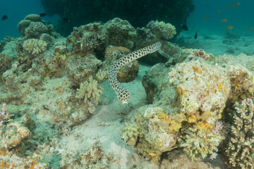 Tiger Snake Eel in the Red Sea Colorful and beautiful, Eilat Israel
