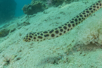 Tiger Snake Eel in the Red Sea Colorful and beautiful, Eilat Israel
