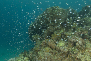 Fish swimming in the Red Sea, colorful fish, Eilat Israel
