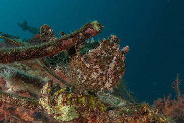 Frog fish in the Red Sea Colorful and beautiful, Eilat Israel
