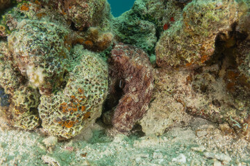 Octopus king of camouflage in the Red Sea, Eilat Israel 

