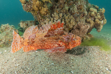 Fish swimming in the Red Sea, colorful fish, Eilat Israel

