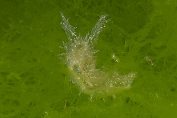 Nudibranch Sea Slug in the Red Sea Colorful and beautiful, Eilat Israel
