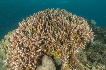 Coral reef and water plants in the Red Sea, Eilat Israel
