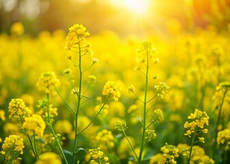 Miniature Wild Mustard Field, Blooming Yellow Flowers, Tilt-Shift Photography