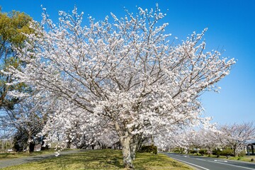 Naklejka premium 中津市大貞の桜