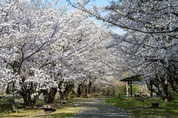 中津市大貞の桜