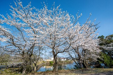 中津市大貞の桜