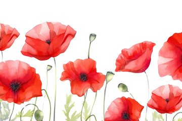 Fototapeta premium PNG Poppy backgrounds flower nature.