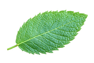 Isolated Green Leaf Against Black Background Photo Detail Texture