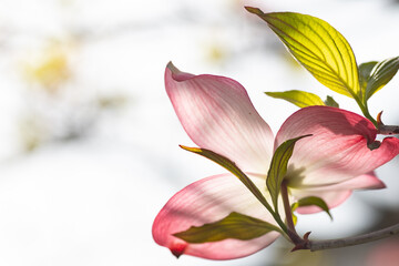 Naklejka premium Blooming of dogwood (Cornus florida) in Japan in April.