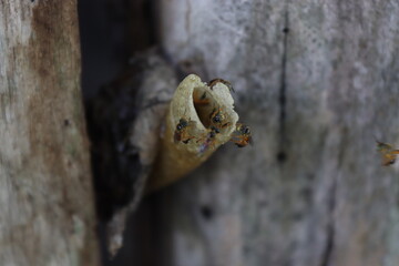 Mega Pack of Kawaii, Anime, and Fantasy Illustrations for Graphic Design and Merchandising