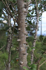 Flowers and plants of Colombia in nature