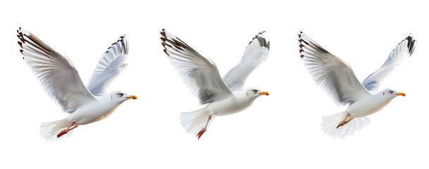 Obraz premium Three Seagulls in Flight Against a Transparent Background with Wings Spread