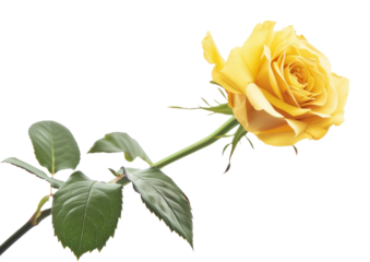 PNG Yellow rose flower plant