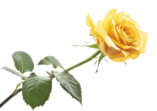 PNG Yellow rose flower plant