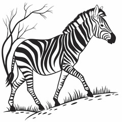 zebra vector illustration