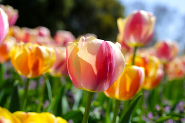 Naklejka premium Beautiful tulip flower garden. The Expo 70 Commemorative Park, Osaka, Japan