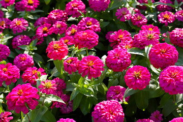 Blooming zinnia flowers in the field