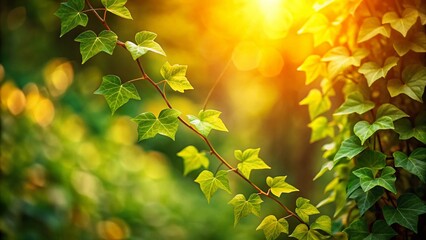 Spring Amber Ivy Vine, Lush Green Leaves, Natural Sunlight, Botanical Photography