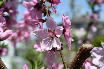 Pink peach blossoms