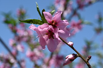 Pink peach blossoms