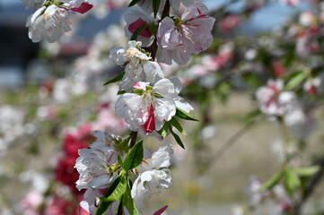 Pink peach blossoms