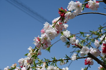 Pink peach blossoms