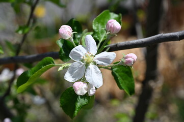 White apple blossom