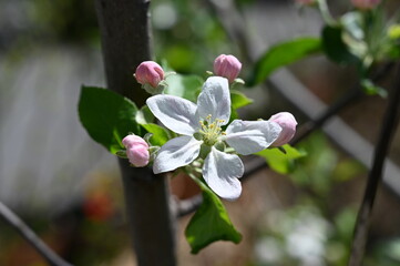 White apple blossom