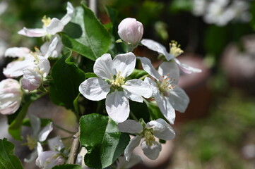 White apple blossom