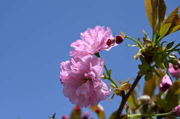 Pink cherry blossoms